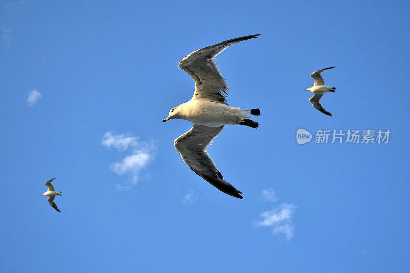在我从韩国到中国的旅途中，一群信天翁/海鸥跟随这艘船
